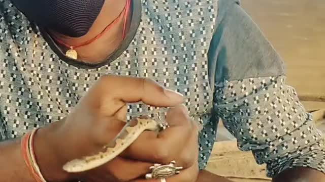 Indian Boy Play with the Snake