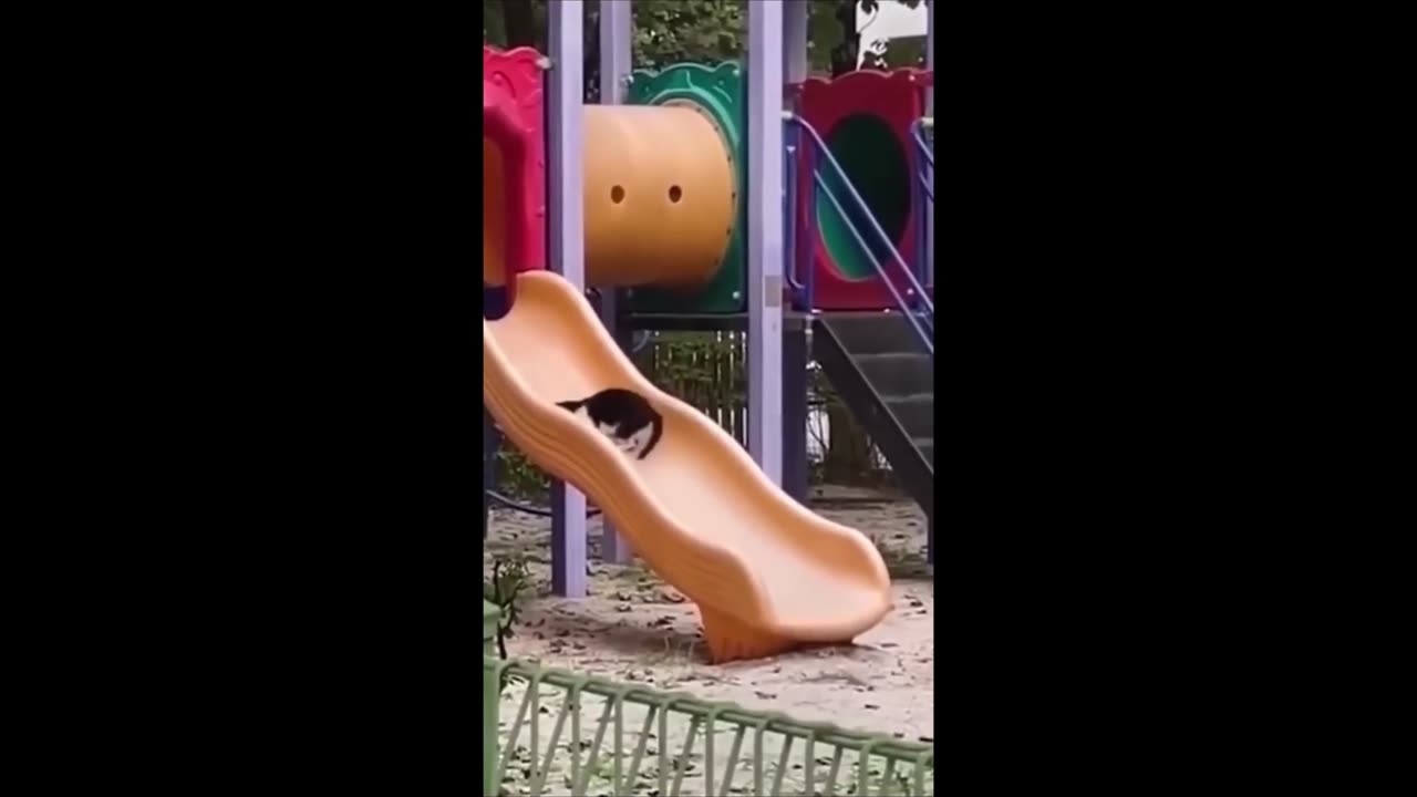Animal Antics: Hilarious Moments
