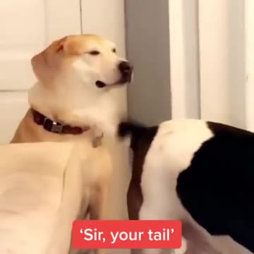 Dog happy playing his tail