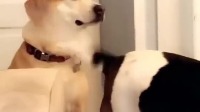 Dog happy playing his tail