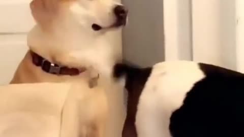 Dog happy playing his tail
