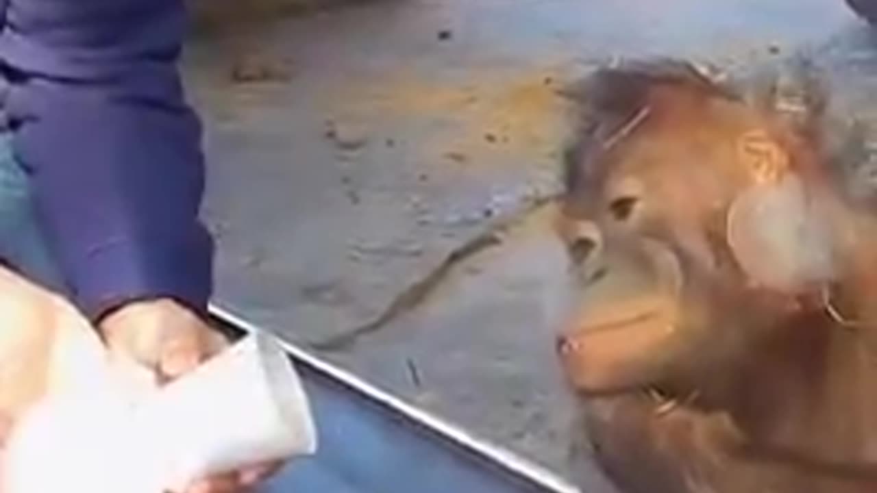 Monkeys Surprised By Magic