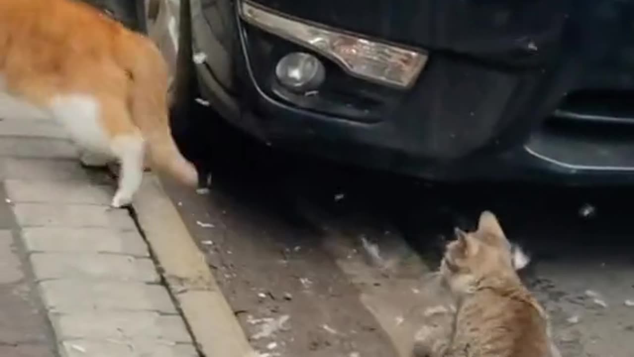 Cat funny fighting