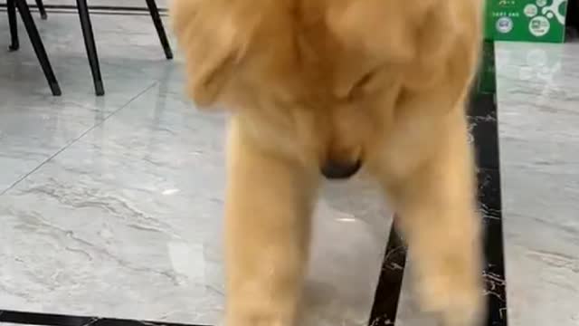 The dog