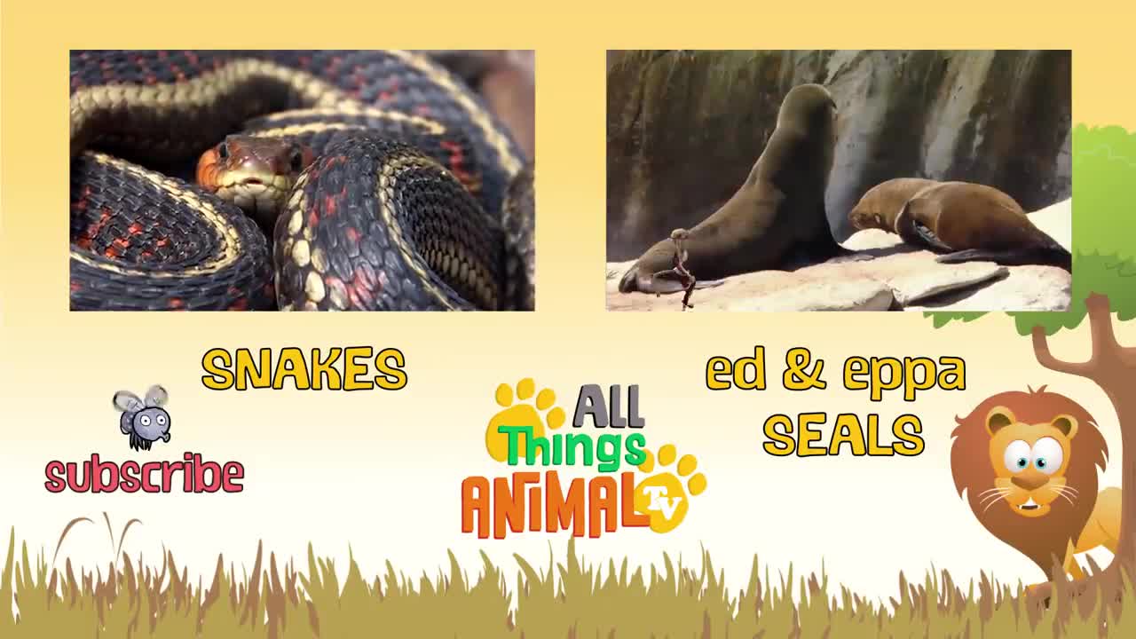 GORILLA * | Animals For Kids | All Things Animal TV