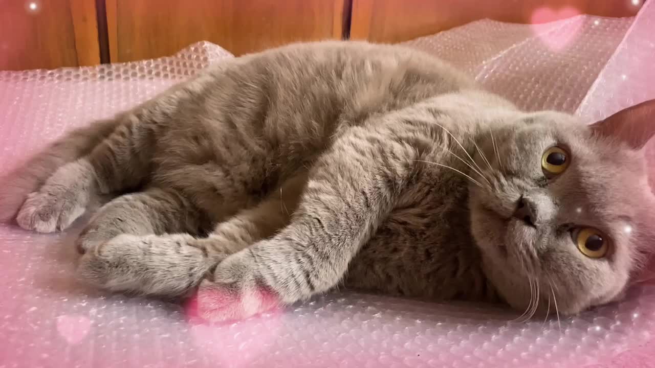 British cat stretches and gives a loving glance in slow motion