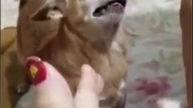 Cute cats and funy dogs vidios 4 #short #funy