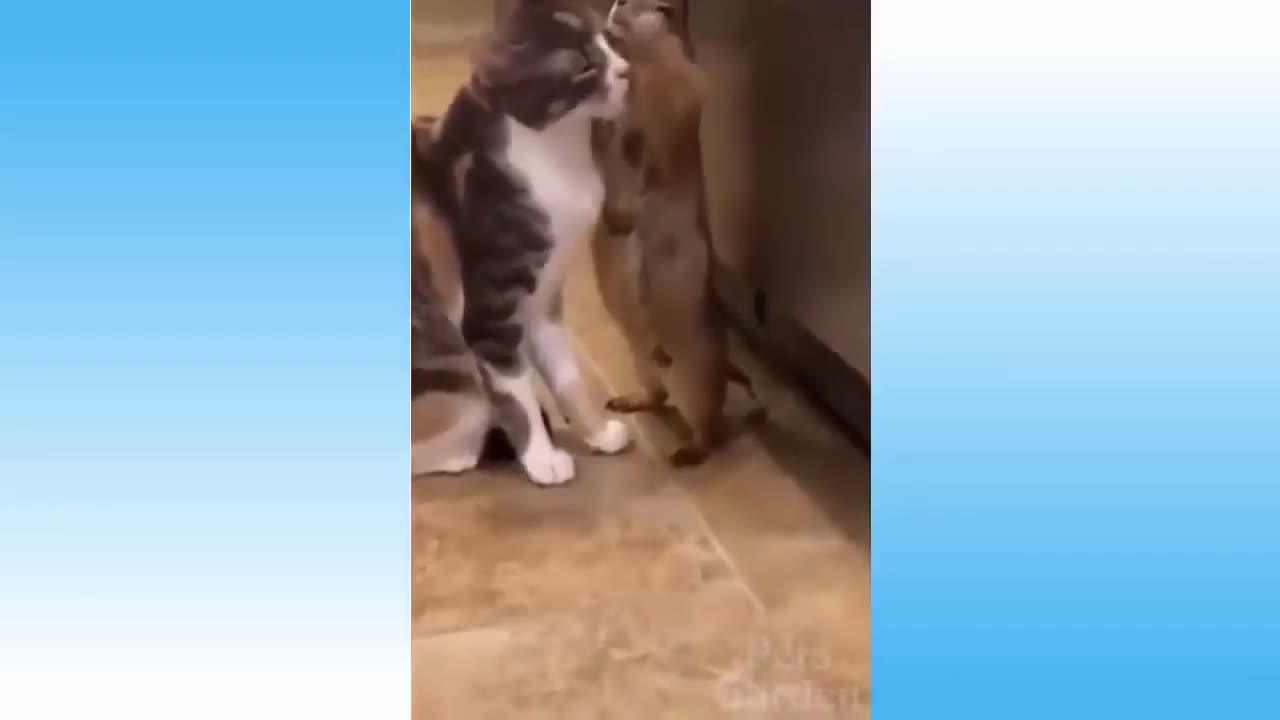 BEST ANIMAL CLIPS 2000S (NEW 5!!!!!)
