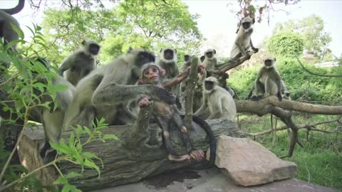 Langur Monkeys Grieve Over Robot Monkey21