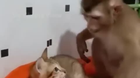 Cat and monkey fighting 🤣