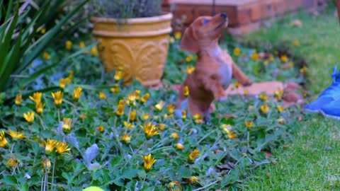 lovely puppies playing with calm and relaxing music