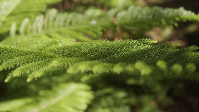 Long Leaves Of A Fern Plant