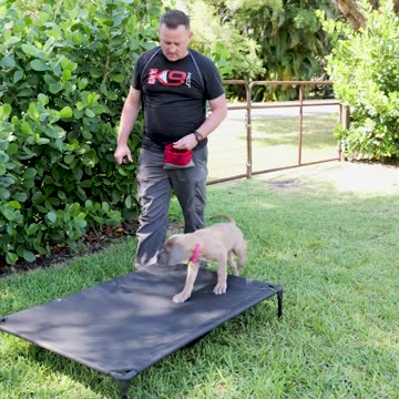 2 Week Update for Xena, Our New Cane Corso Puppy