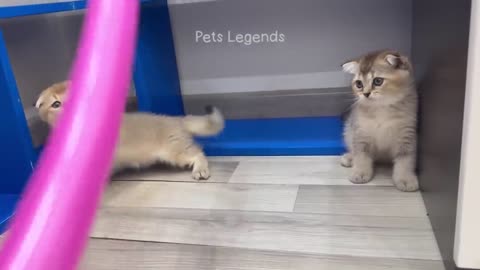 Funniest Animals 2023 😍 New Funny Cats and Dogs Videos 😻🐶