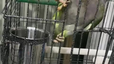 Bird Opens His Own Cage