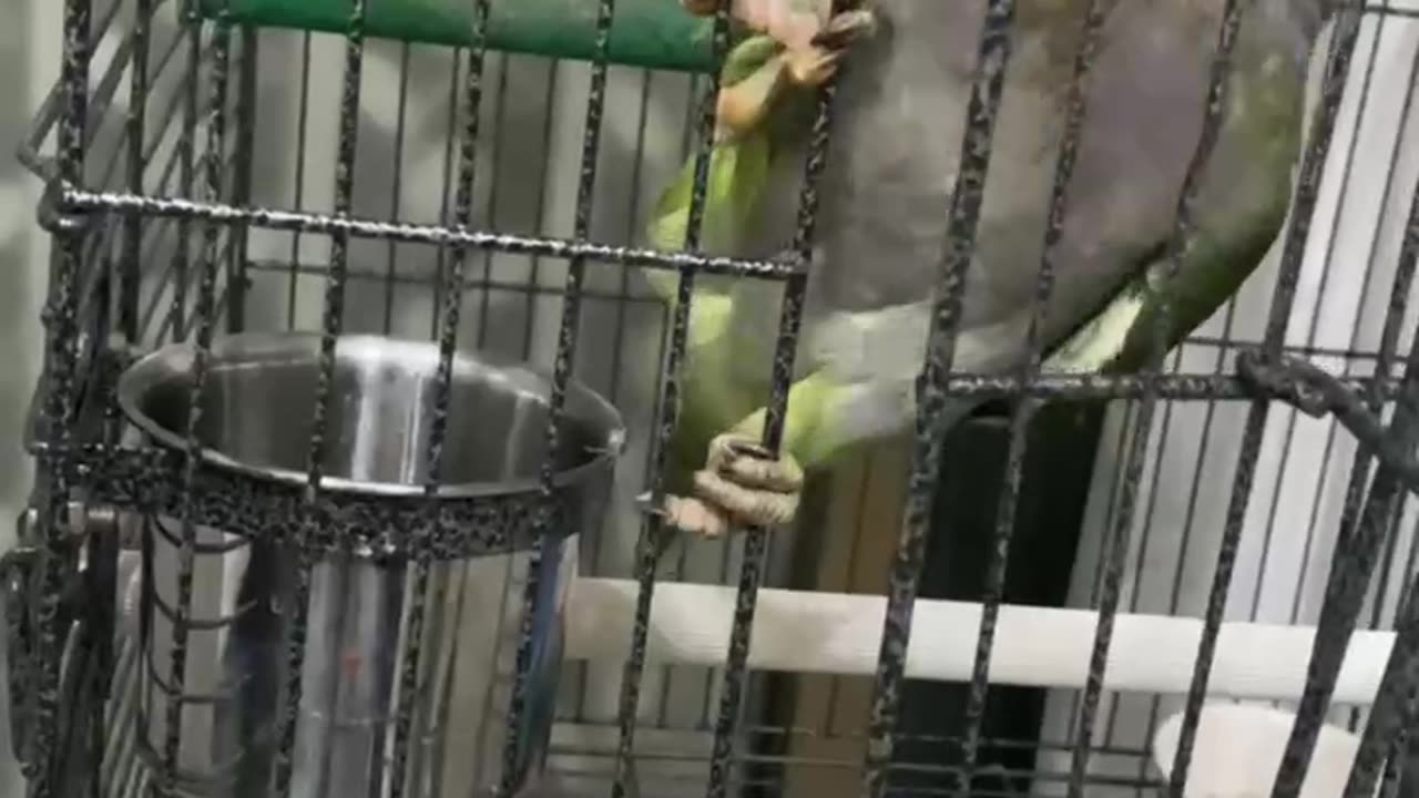 Bird Opens His Own Cage