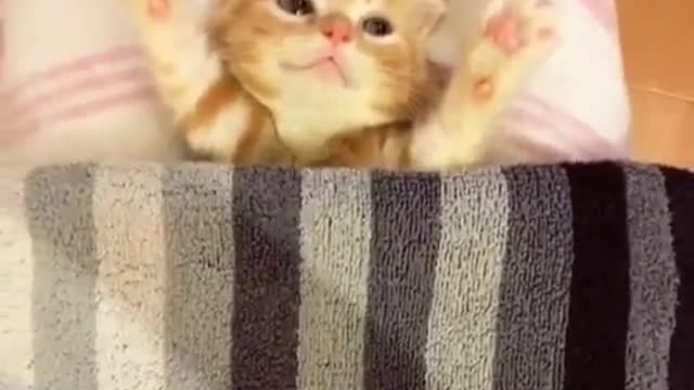Little cat