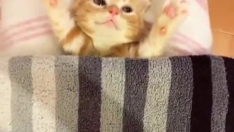 Little cat