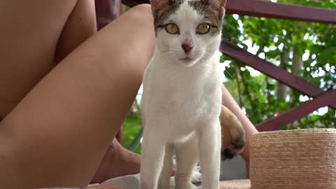 Cat near a woman relaxing