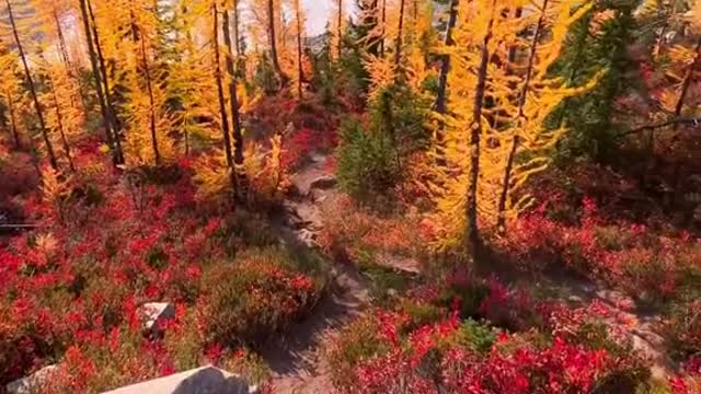 Beautiful autumn lakes in the Washington 🍁 This was easily one of the best views I’ve seen all year