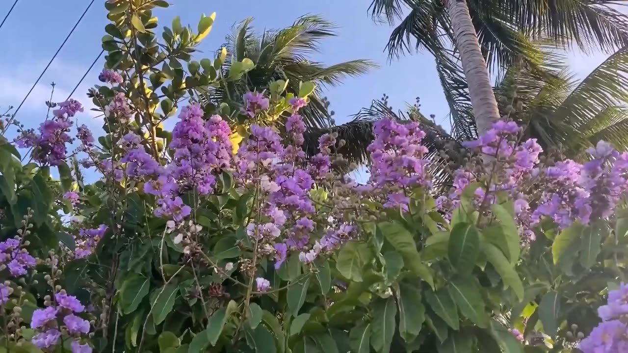 Lagerstroemia speciosa flos reginae, Queens Crape Myrtle Herb