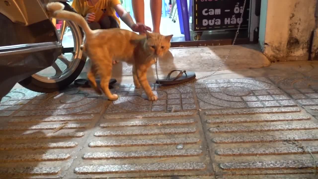 How Cats React When Seeing Stranger 1st Time - Running or Being Friendly 12? | Viral Cat