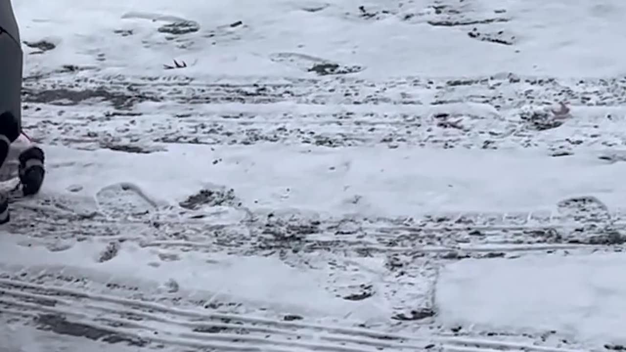 Chihuahua Takes His Snow Boots For a Test Run