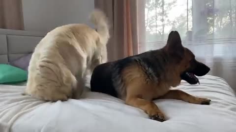 Golden Retriever and German Shepherd are Best Friends Forever