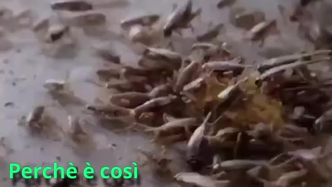 Un altro spot strappalacrime del WEF dove ci implorano ..
