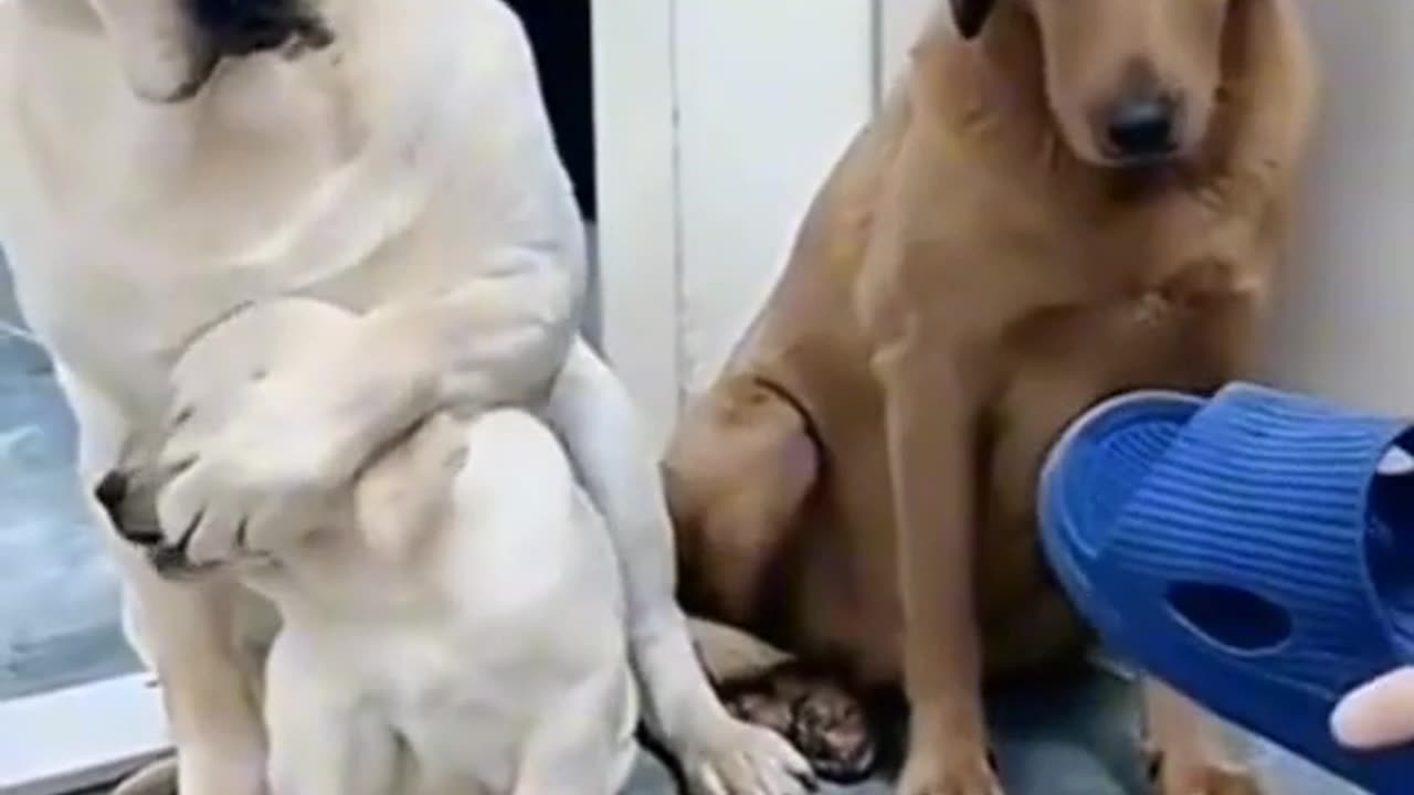 Funny dogs