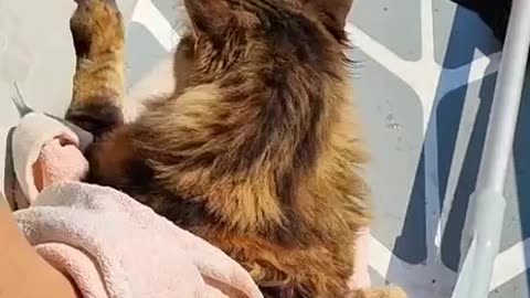 Maine Coon named Tolstopuz was rescued from the flood in the Kherson region.