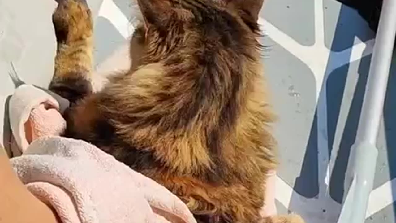 Maine Coon named Tolstopuz was rescued from the flood in the Kherson region.