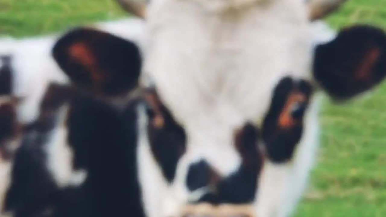The cow essay