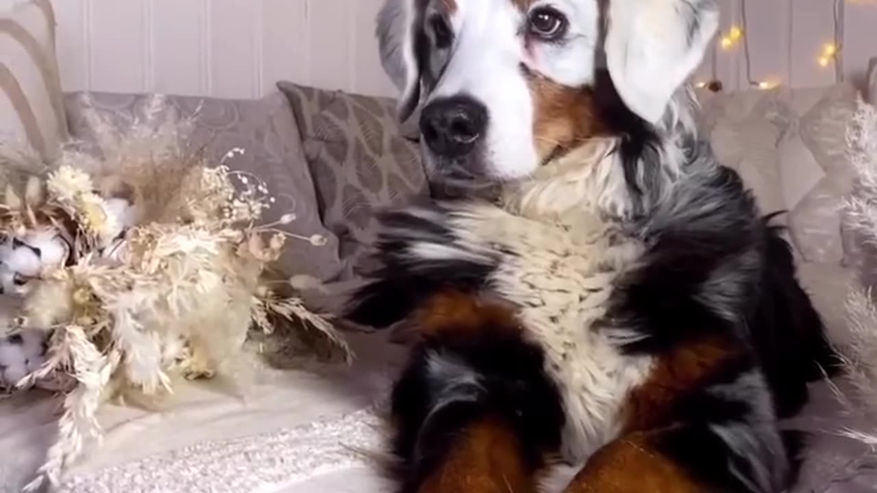 Weirdest dog🤯amazing dog