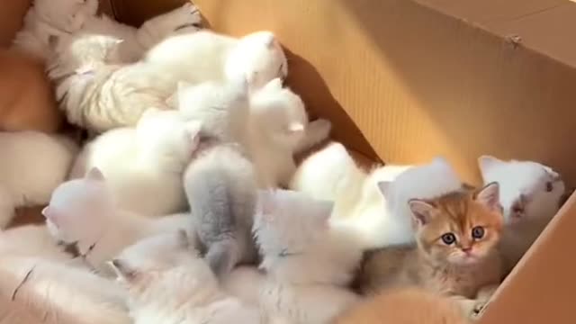 Funny CATS Cute Compilations #4