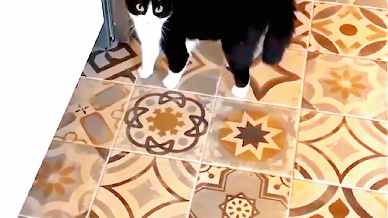 Cut cats funny moments 🐱 funny animals funny cats🐱