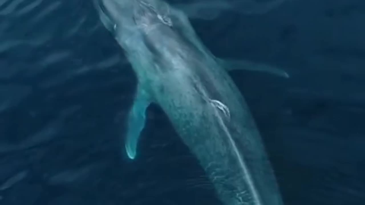 Amazing Blue whale 🐳🐋🐳🐋🐳🐋. #Shorts #bluewhale #viralshorts