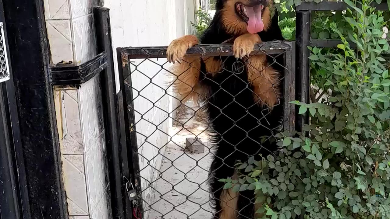 Alex wants to jump