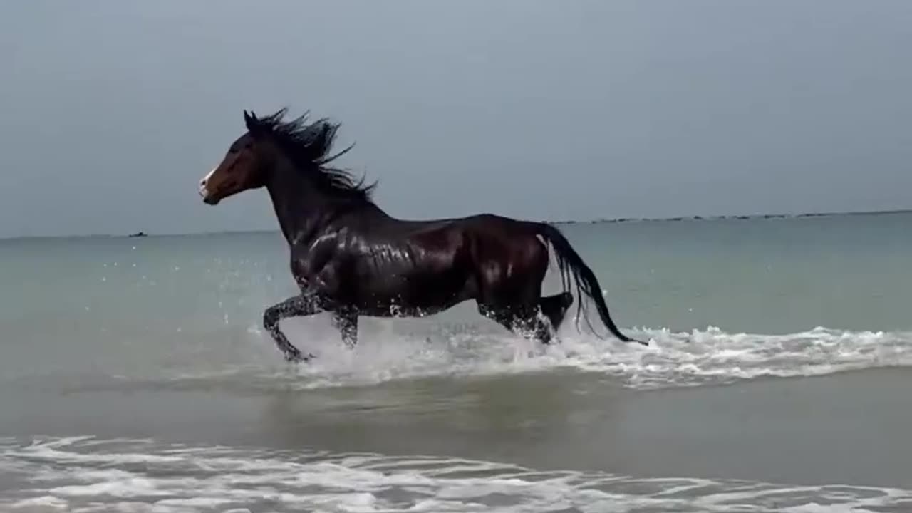 Horse running ar beach | horse | Horse running ar beach 😮🤩 |