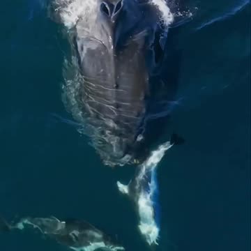 I love watching dolphins and whales play together 💙