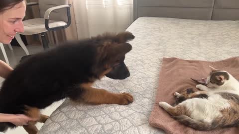 German Shepherd Puppy Meets Mom Cat with Newborn Kittens for the First Time