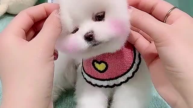 little teacup dog eating candy