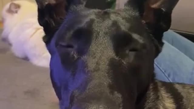 Fun with dog