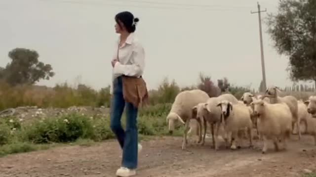 A bag of crispy noodles can attract a flock of sheep.