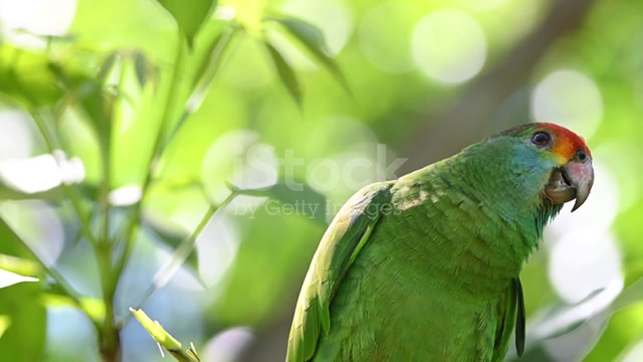 Redbrowed Parrot Grooming And Grooming Its Plumage