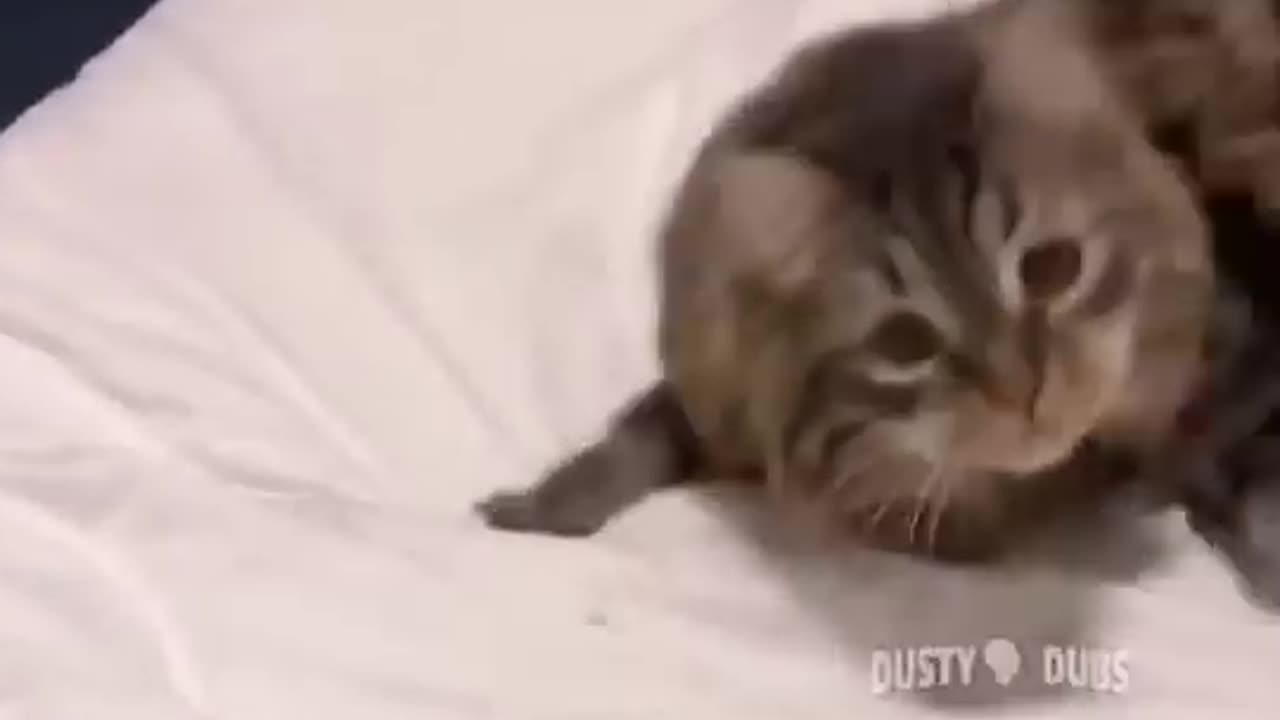 Try not to laugh cats 🤣🤣