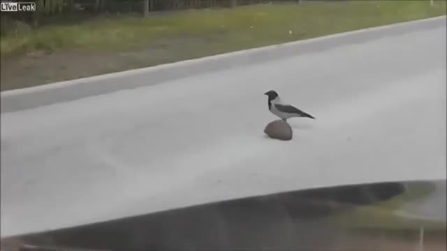 A crow helps a hedgehog to cross the road