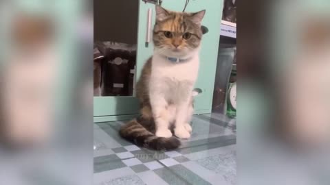 Try Not To Laugh 😂 Funniest Cats and Dogs 2023 😹🐶