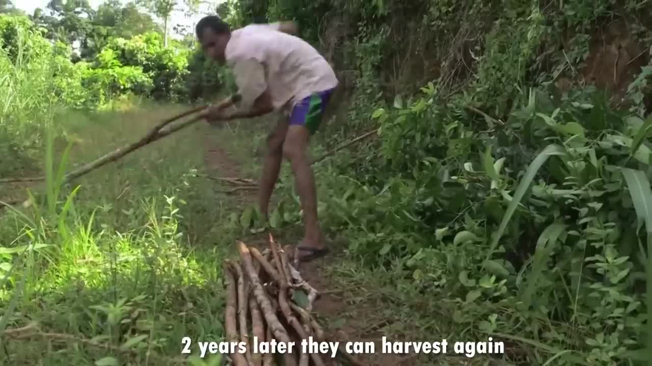 Cinnamon Making Process | Modern Ceylon Cinnamon Harvesting | How Ceylon Cinnamon Is Made