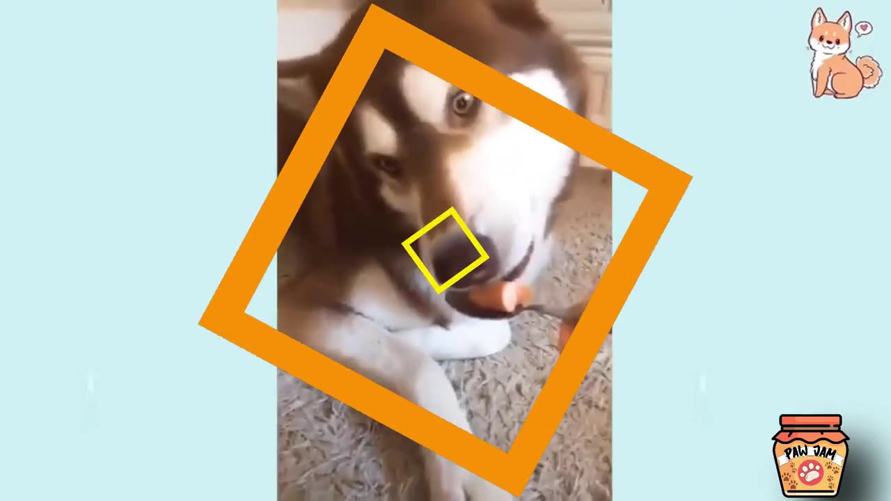 funny moments of animals cats and others